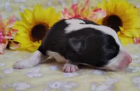 Eco, a female Border Collie for sale in Norborne, MO – Photo 6 of 9