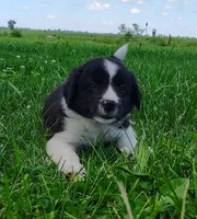 Finnley, a male Border Collie for sale in Norborne, MO – 6 of 10