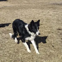 Kennedy, a male Border Collie for sale in Norborne, MO – Photo 10 of 10
