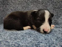 Kennedy, a male Border Collie for sale in Norborne, MO – Photo 4 of 10