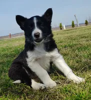 Kennedy, a male Border Collie for sale in Norborne, MO – Photo 7 of 10