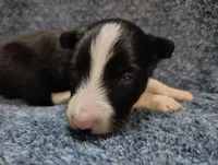 Kennedy, a male Border Collie for sale in Norborne, MO – Photo 3 of 10