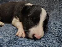 Kennedy, a male Border Collie for sale in Norborne, MO – Photo 2 of 10