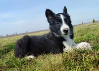 Kennedy, a male Border Collie for sale in Norborne, MO – Photo 6 of 10