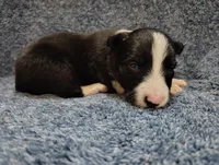 Kennedy, a male Border Collie for sale in Norborne, MO – Photo 1 of 10