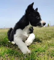 Kennedy, a male Border Collie for sale in Norborne, MO – Photo 1 of 10