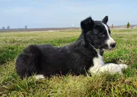 Kennedy, a male Border Collie for sale in Norborne, MO – Photo 8 of 10
