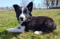 Kennedy, a male Border Collie for sale in Norborne, MO – Photo 3 of 10