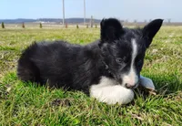 Kennedy, a male Border Collie for sale in Norborne, MO – Photo 4 of 10