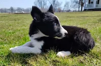Kennedy, a male Border Collie for sale in Norborne, MO – Photo 5 of 10