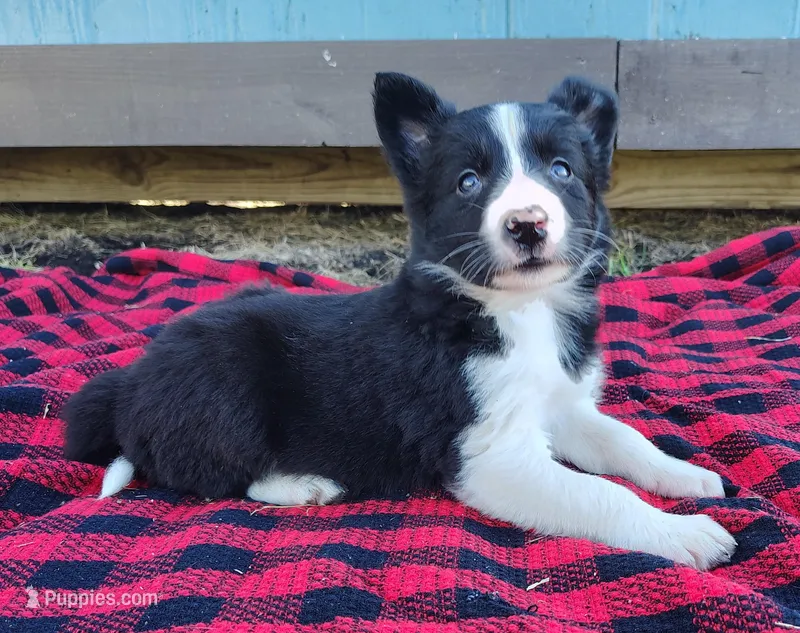 Kennedy – Border Collie puppy for sale in Norborne, MO