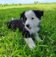 Skipper, a male Border Collie for sale in Norborne, MO – 4 of 10