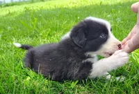 Echo, a female Border Collie for sale in Norborne, MO – 6 of 10