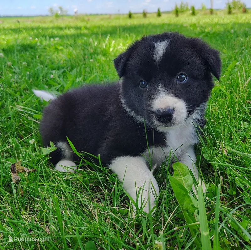 Giligan – Border Collie puppy for sale in Norborne, MO
