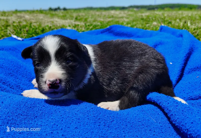 Finnley – Border Collie puppy for sale in Norborne, MO
