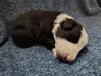 Linus, a male Border Collie for sale in Norborne, MO – Photo 6 of 10