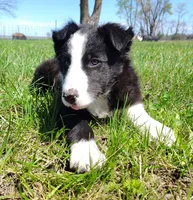 Linus, a male Border Collie for sale in Norborne, MO – Photo 3 of 10