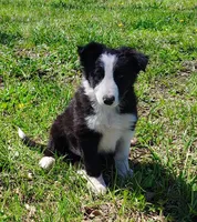 Linus, a male Border Collie for sale in Norborne, MO – Photo 6 of 10