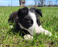 Linus, a male Border Collie for sale in Norborne, MO – Photo 4 of 10
