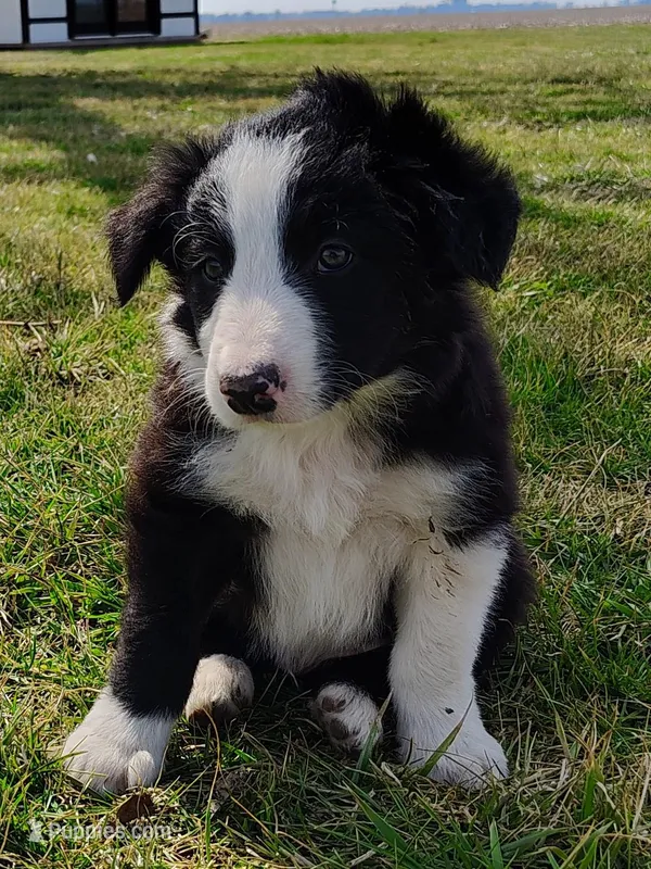 Linus – Border Collie puppy for sale in Norborne, MO