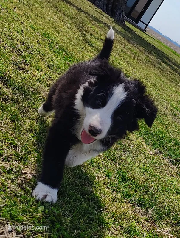 Linus – Border Collie puppy for sale in Norborne, MO