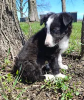 Linus, a male Border Collie for sale in Norborne, MO – Photo 8 of 10