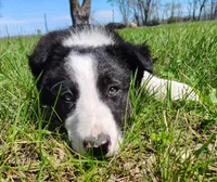 Linus, a male Border Collie for sale in Norborne, MO – Photo 5 of 10
