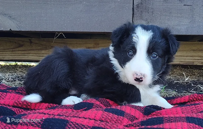 Linus – Border Collie puppy for sale in Norborne, MO