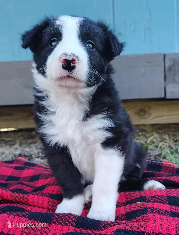 Linus – Border Collie puppy for sale in Norborne, MO