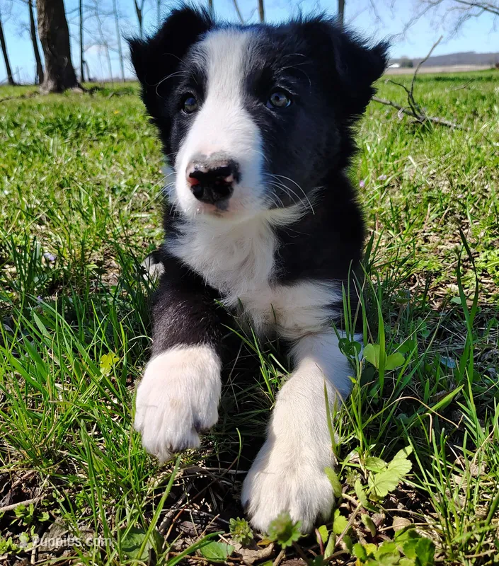 Linus, a male Border Collie for sale in Norborne, MO – Photo 1 of 10