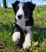 Linus, a male Border Collie for sale in Norborne, MO – Photo 1 of 10