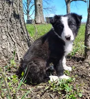 Linus, a male Border Collie for sale in Norborne, MO – Photo 7 of 10