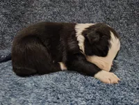 Linus, a male Border Collie for sale in Norborne, MO – Photo 5 of 10