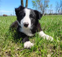 Linus, a male Border Collie for sale in Norborne, MO – Photo 2 of 10