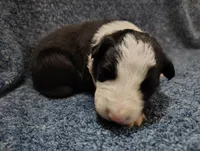 Linus, a male Border Collie for sale in Norborne, MO – Photo 2 of 10