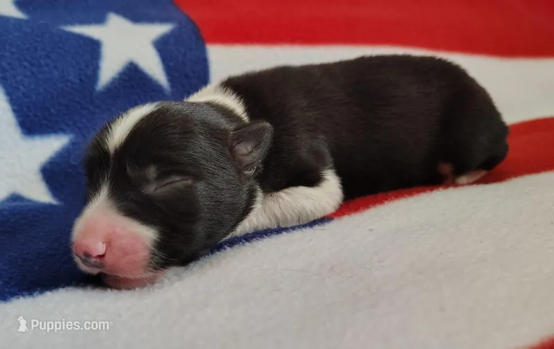 Giligan – Border Collie puppy for sale in Norborne, MO