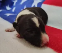 Giligan, a male Border Collie for sale in Norborne, MO – Photo 3 of 10