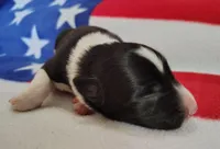 Giligan, a male Border Collie for sale in Norborne, MO – Photo 5 of 10