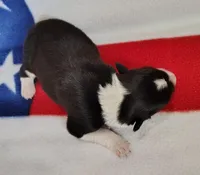 Giligan, a male Border Collie for sale in Norborne, MO – Photo 2 of 10