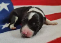 Giligan, a male Border Collie for sale in Norborne, MO – Photo 6 of 10