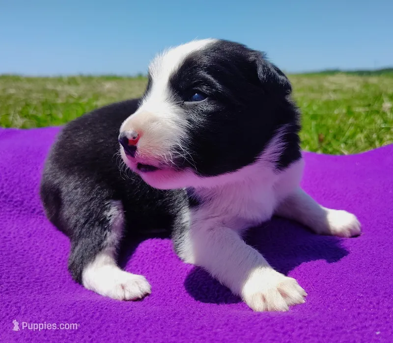Piper  – Border Collie puppy for sale in Norborne, MO
