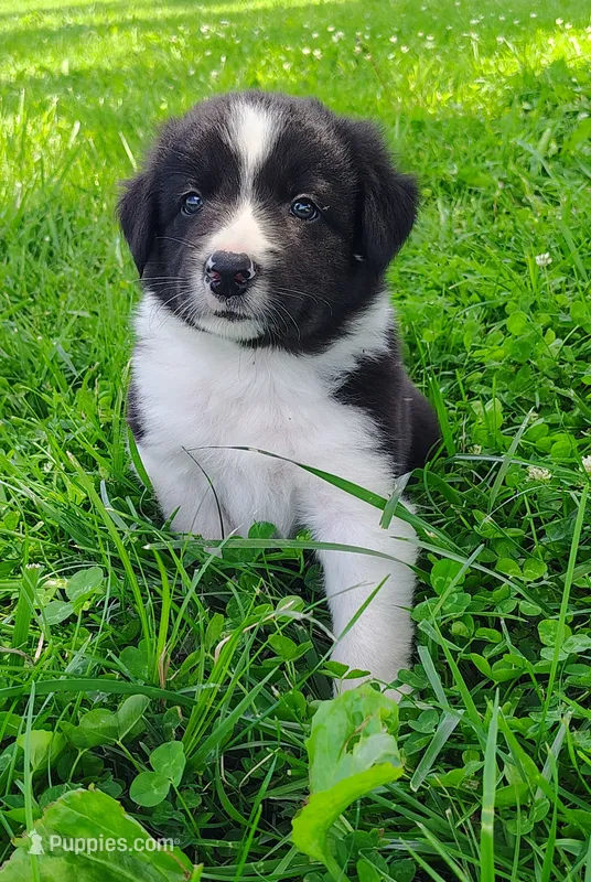 Finnley – Border Collie puppy for sale in Norborne, MO