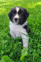 Finnley, a male Border Collie for sale in Norborne, MO – 1 of 10