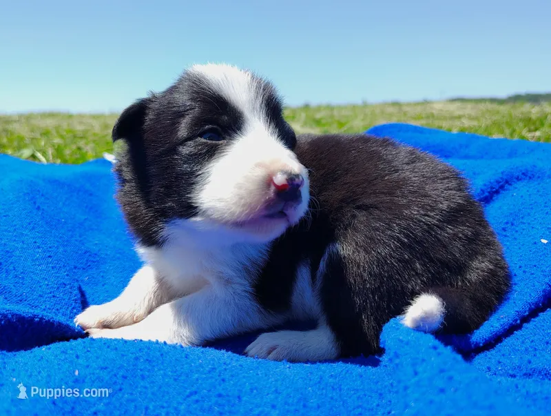 Denver – Border Collie puppy for sale in Norborne, MO