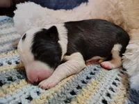 processed/517ea65b-dc8e-4fbc-93a1-ef0a2ba06102/listing/689c64d1-6036-4e15-bad3-42d380af99c2/9911b898-3c3d-4b9c-99c6-905f94ab9571