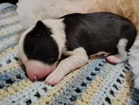 processed/517ea65b-dc8e-4fbc-93a1-ef0a2ba06102/listing/689c64d1-6036-4e15-bad3-42d380af99c2/afba380e-6366-4c03-9b98-829297fa352d