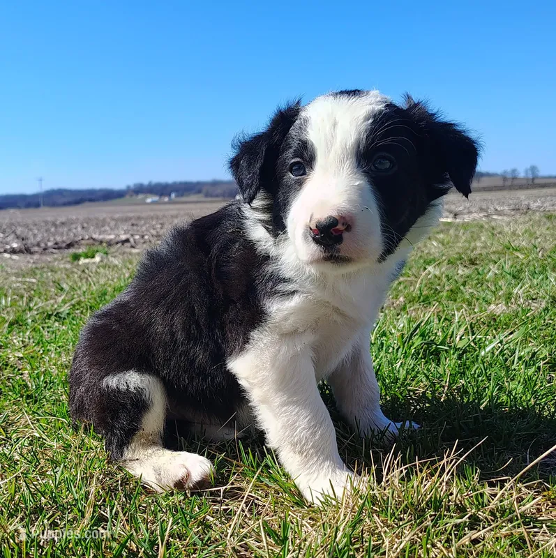 Chex – Border Collie puppy for sale in Norborne, MO