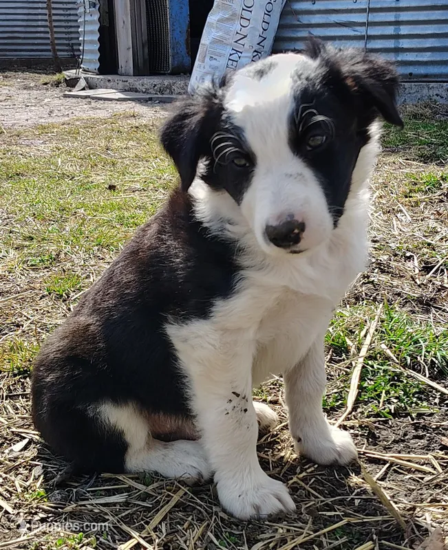 Chex – Border Collie puppy for sale in Norborne, MO