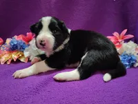 Ally, a female Border Collie for sale in Norborne, MO – Photo 1 of 10