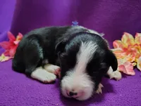 Ally, a female Border Collie for sale in Norborne, MO – Photo 3 of 10